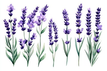 Fototapeta premium Watercolor Lavender Floral Illustration, Botanical Art, Floral Design, Lavender Flowers, Purple Flowers, Watercolor Painting, Floral Illustration