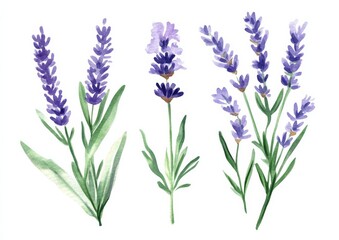 Naklejka premium Watercolor Lavender Flowers, Botanical Illustration, Hand-Painted, Floral Design, lavender, floral art