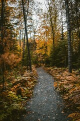 Fototapeta premium autumn in the forest