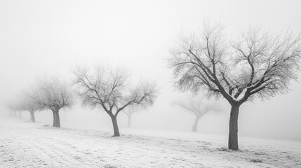 Obraz premium This image captivates with its ethereal beauty, showcasing leafless Almond trees shrouded in mist, all rendered in a serene monochrome palette
