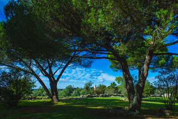 Fototapeta premium a serene landscape featuring tall trees with wide, spreading branches