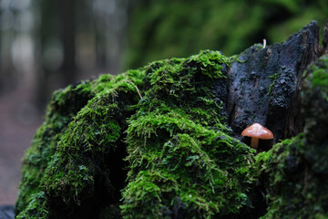 a small mushroom grows on a moss tree