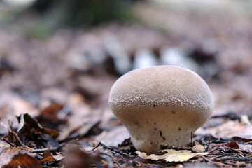 Scleroderma verrucosum, beige round mushroom in autumn foliage in the forest