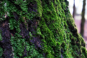juicy moss on a tree close-up