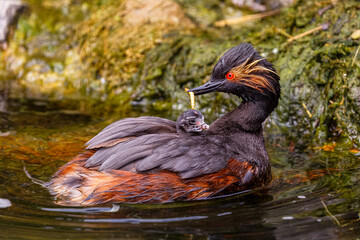 Black Neck Grebe Feeding Chick On It's Back