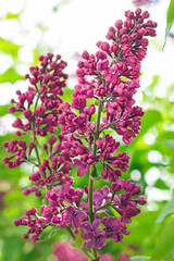 Lilac Branch Blooms in Spring at Daytime - Close-Up, Selective Focus, Soft Bokech. Violet Spring Flowers with Soft Aroma. Spring and Summer Gardening. Lilac Blossom. Purple Lilac Bush