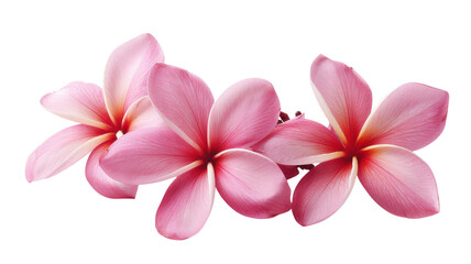 Obraz premium Beautiful Plumeria Frangipani Flowers Isolated on a White Background for Tropical and Exotic Floral Designs