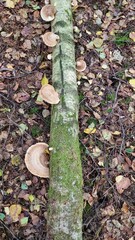 Mushrooms on Fallen Tree in Autumn Forest