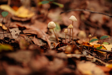 Small inedible porcini mushrooms on a thin stem in autumn leaves, macrophotography