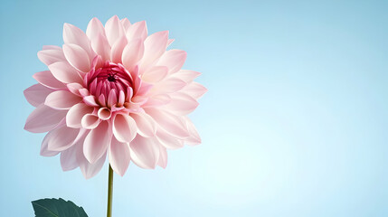 Fototapeta premium Single Pink Chrysanthemum Flower on Light Background