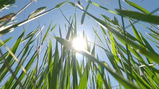 Bottom-up view of tall green grass, on blue sky with sun in background, Backlit (Contre-jour) Close-up, Camera moves from bottom upwards to top of grass