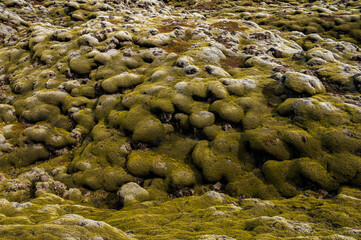 Eldhraun lava fields, nature sceneries. On the way from Vik to Hofn, Iceland
