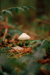 An inedible little white mushroom grows in the forest 