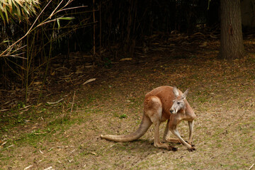 Kangourou