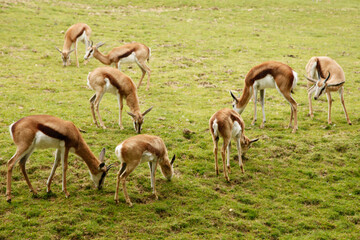 Antilopes