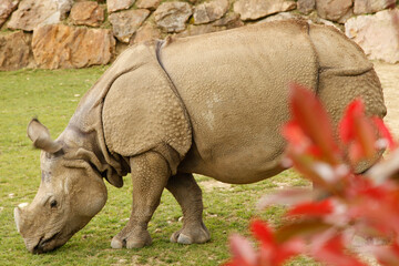 Rhinocéros 2