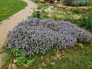 it is characterized by oblong elliptical, on the reverse they have gently felted leaves, which are...