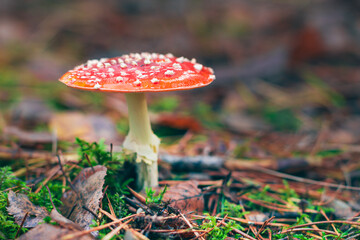 Mature Amanita Muscaria, Known as the Fly Agaric or Fly Amanita: Healing and Medicinal Mushroom with Red Cap Growing in Forest. Can Be Used for Micro Dosing, Spiritual Practices and Shaman Rituals