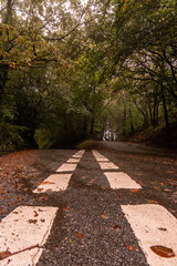 Narrow road disappearing into woodland in teignmouth, devon, england