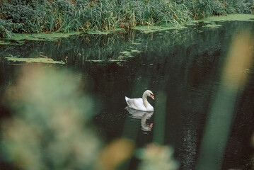 A swan swims in the green water of the river and is reflected in the water