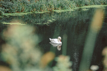A swan swims in the green water of the river and is reflected in the water