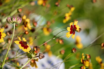 Vibrant Wildflowers Blooming in Lush Meadow