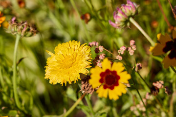 Vibrant Wildflowers Blooming in Lush Meadow