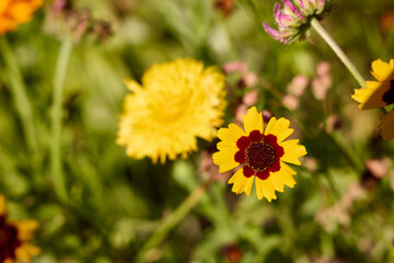 Vibrant Wildflowers Blooming in Lush Meadow
