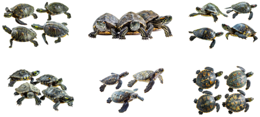 Different species of turtles basking and swimming in natural habitat. Set of png on transparent background