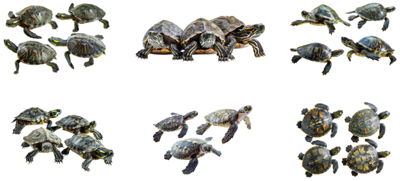 Different species of turtles basking and swimming in natural habitat. Set of png on transparent background