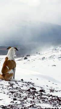 Dog on Mountain Waiting for People Snow.
