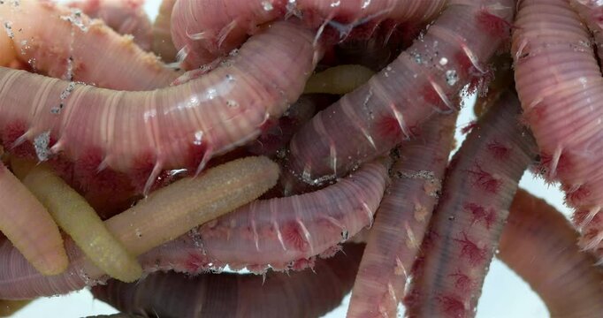Colony of Arenicola marina worms close-up, class Polychaeta. They inhabit the intertidal zone and dig holes in silty-sandy soil. White Sea