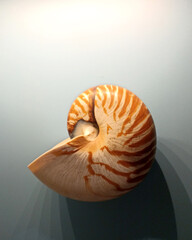 Muschel, Aquazoo, Düsseldorf
