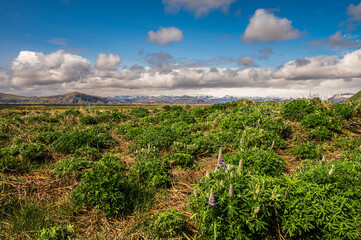 Obraz premium nature sceneries in the area surrounding Vik, Vik I Myrdal, Iceland