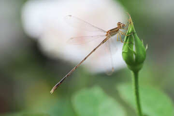 Close-up of a dragonfly resting on flower,