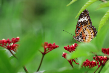 Obraz premium The delicate Butterfly, With wings painted in hues of azure and gold, Delicately sips nectar from the heart of a crimson bloom.
