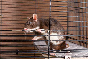 A pet rat in an open cage