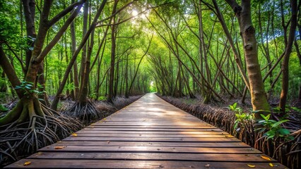 Obraz premium Low angle view of wooden paths in mangrove forest conservation
