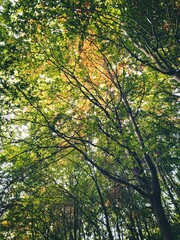 Wald, Herbst, Herbstlaub