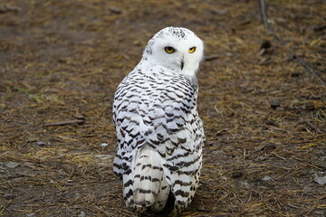 The Snowy Owl (Bubo scandiacus) is a large owl of the typical owl family Strigidae. Vogelpark...