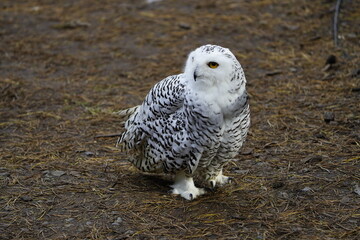 The Snowy Owl (Bubo scandiacus) is a large owl of the typical owl family Strigidae. Vogelpark Walsrode, Germany.