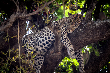 Sleeping Leopard