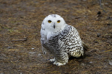 The Snowy Owl (Bubo scandiacus) is a large owl of the typical owl family Strigidae. Vogelpark Walsrode, Germany.