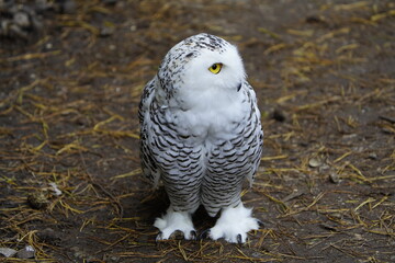 The Snowy Owl (Bubo scandiacus) is a large owl of the typical owl family Strigidae. Vogelpark Walsrode, Germany.