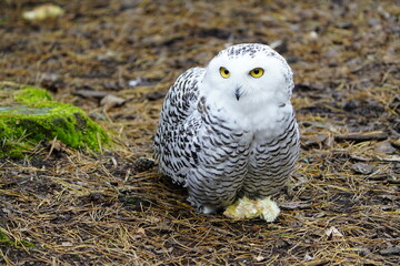 The Snowy Owl (Bubo scandiacus) is a large owl of the typical owl family Strigidae. Vogelpark...