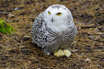 The Snowy Owl (Bubo scandiacus) is a large owl of the typical owl family Strigidae. Vogelpark Walsrode, Germany.