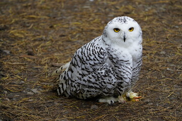The Snowy Owl (Bubo scandiacus) is a large owl of the typical owl family Strigidae. Vogelpark Walsrode, Germany.