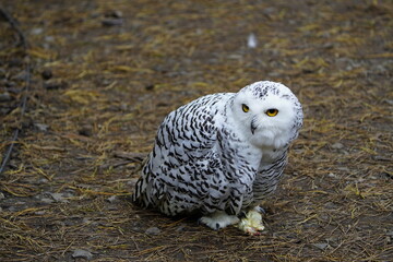 The Snowy Owl (Bubo scandiacus) is a large owl of the typical owl family Strigidae. Vogelpark Walsrode, Germany.