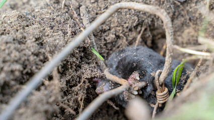 mole caught in a trap in the garden