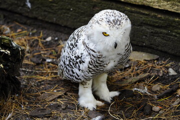 The Snowy Owl (Bubo scandiacus) is a large owl of the typical owl family Strigidae. Vogelpark Walsrode, Germany.